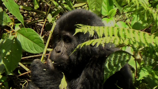 一只山上大猩猩宝宝在布温迪的森林里觅食 不可渗透的树林,uganda视频