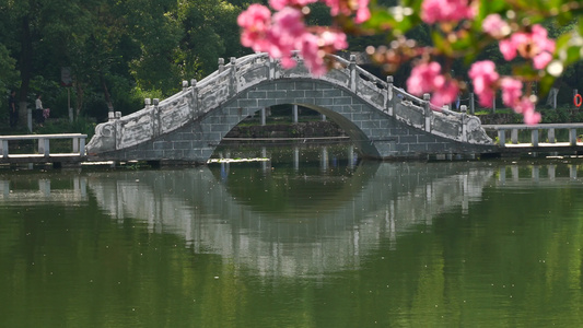 公园石拱桥风光唯美紫藤花视频