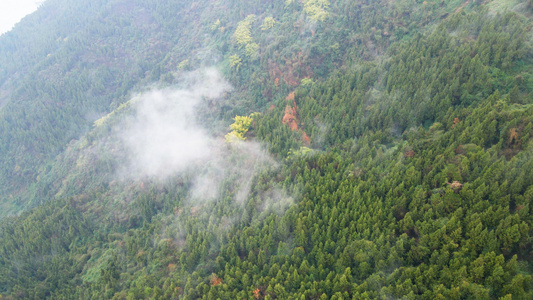 4K航拍绿色植物生态环境云雾缭绕人间仙境视频