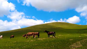 4k拍摄内蒙古美丽草原上悠闲吃草的马匹马群25秒视频