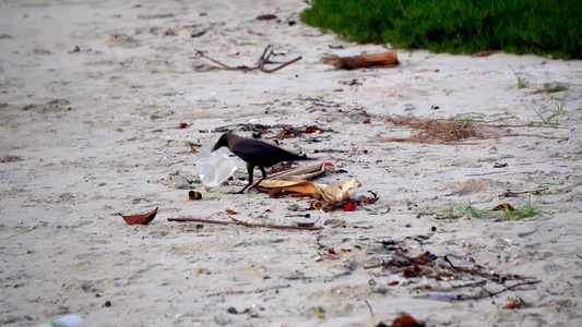 乌鸦从塑料垃圾中寻找食物视频