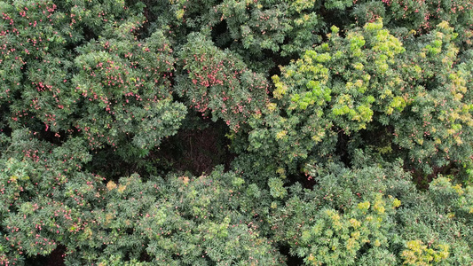 成熟的硕果累累的荔枝航拍视频