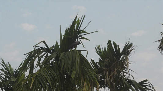 一只乌鸦鸟在夏季日落之夜从棕榈树上飞来视频