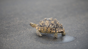 在焦油路上行走的乌龟17秒视频