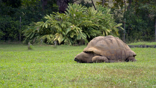 巨龟在草上视频
