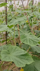 大棚种植蔬菜黄瓜视频