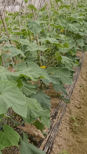 大棚种植蔬菜黄瓜视频