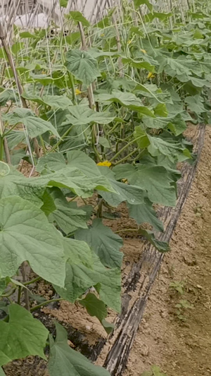 大棚种植蔬菜黄瓜87秒视频