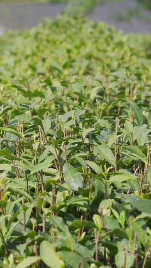 茶农茶园采茶【该视频无肖像权，请勿商用】春茶节45秒视频