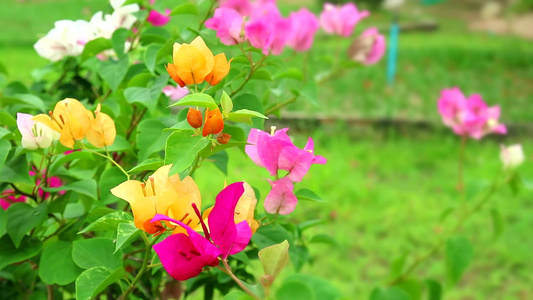 花朵在花园的风中摇摆视频