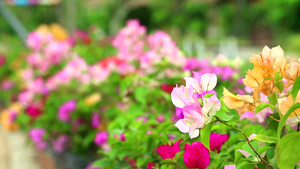 夏日在花园里盛开着粉红色的花12秒视频
