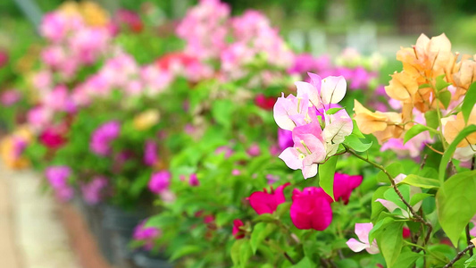 夏日花园里盛开着粉红色的颜色视频