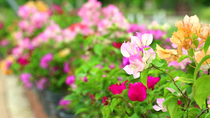 夏日花园里盛开着粉红色的颜色12秒视频