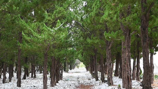 冬天松树林雪花飘落慢镜头视频