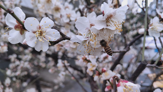 盛开的梅花和采蜜的蜜蜂视频
