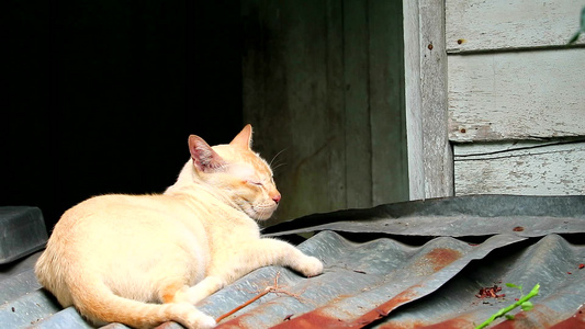 猫闭上眼睛睡在屋顶上视频