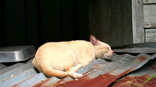 雄猫吃草根后睡在顶顶屋顶上视频