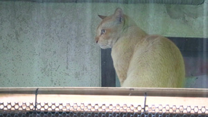 坐在天顶下面的小猫等待雨水停后去寻找食物15秒视频