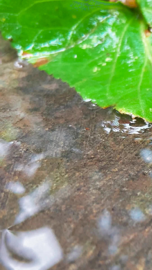 实拍雨后的蜗牛爬行生机勃勃26秒视频