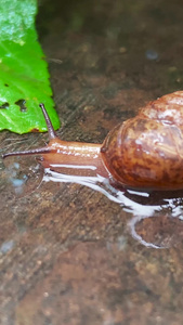 实拍雨后的蜗牛爬行生机勃勃视频