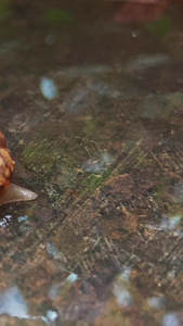 实拍雨后的蜗牛爬行生机勃勃视频