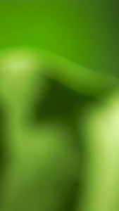 微距绿色昆虫吃树叶虫宝宝视频