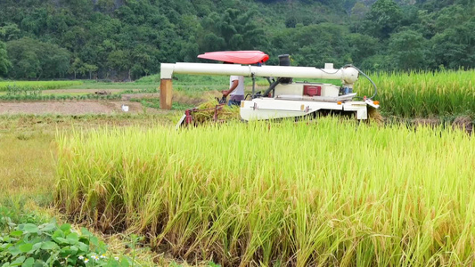 机械化收割稻谷视频