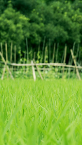视频稻田秧苗在微风中茁壮成长微风茁壮视频
