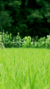 视频稻田秧苗在微风中茁壮成长微风茁壮视频