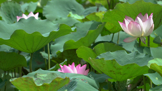 湖水中盛开的荷花[满塘]视频