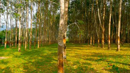 从橡胶树中提取天然乳胶的植树造林视频