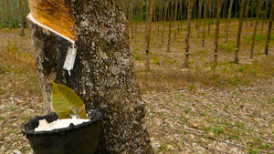 从橡胶树中提取天然乳胶的植树造林9秒视频
