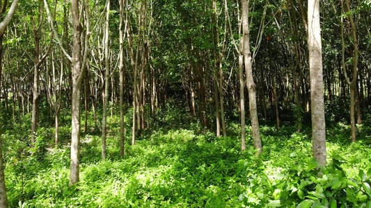 从橡胶树上提取天然乳胶的植树造林视频