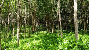 从橡胶树上提取天然乳胶的植树造林19秒视频