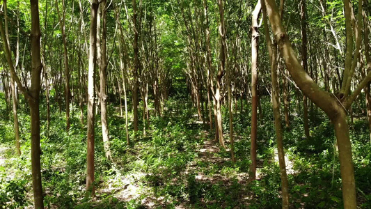 从橡胶树上提取天然乳胶的植树造林。 无人驾驶飞机观看视频