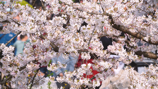 春天樱花季樱花树下熙熙攘攘赏花的人群4k素材[赏叶]视频