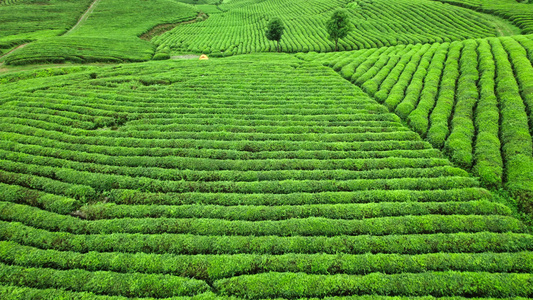 4k航拍茶园茶山素材视频