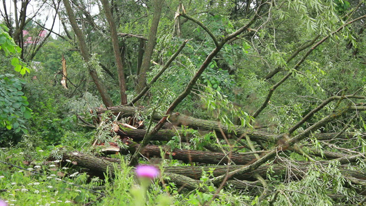 热带暴风雨之后的树木遭到损坏视频