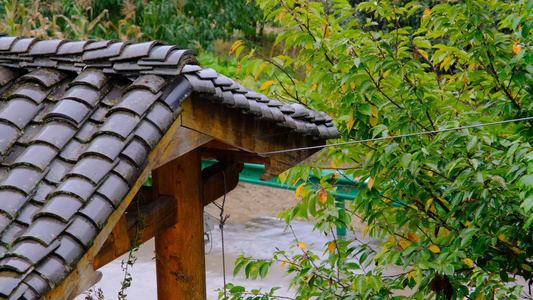 初秋山中农村雨中滴水的屋檐和树叶视频