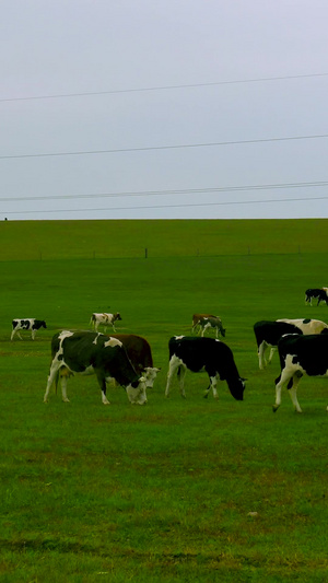 呼伦贝尔草原河荷兰奶牛群4A景点25秒视频