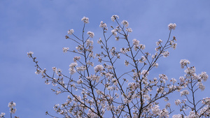 春天蓝色天空下盛开的樱花4k素材50秒视频