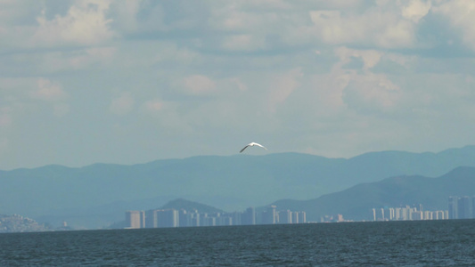 大理洱海的水鸟翱翔天际视频