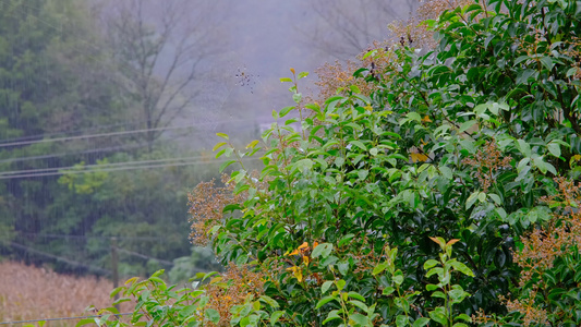 雨中滴水的树叶视频