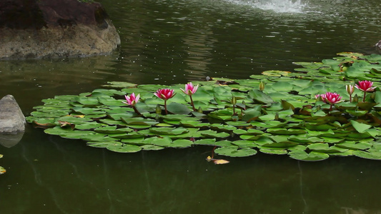 夏日开满莲花的池塘视频