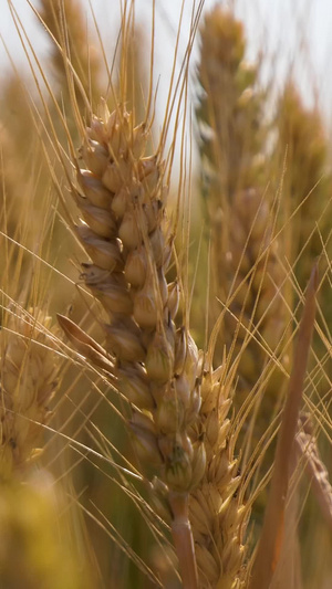 拍摄夏天成熟的麦子金黄的麦粒52秒视频