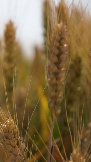拍摄夏天成熟的麦子金黄的麦粒52秒视频