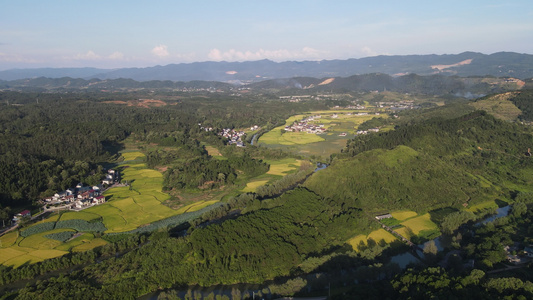 金秋美丽乡村金黄杂交水稻农业发展航拍视频视频