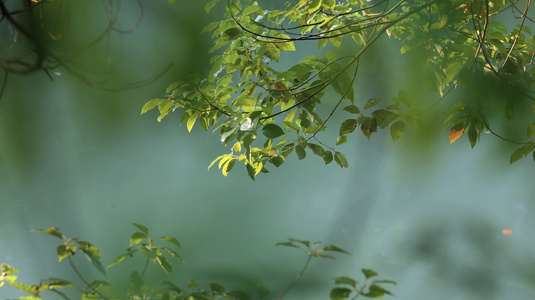 树叶植物视频