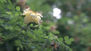 春天一朵小黄花4K52秒视频