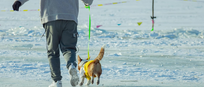 北方沈阳冬季浑河冰雪天地遛狗的人视频